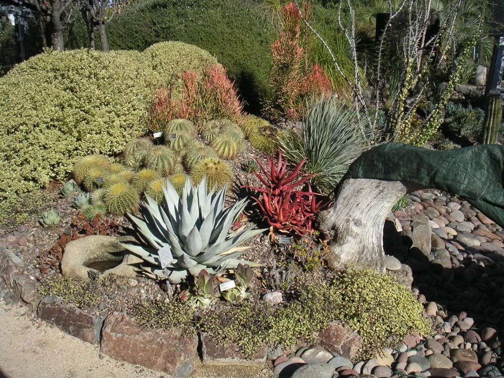 Cuyamaca College & Water Conservation Garden DISCUSSING PALM TREES